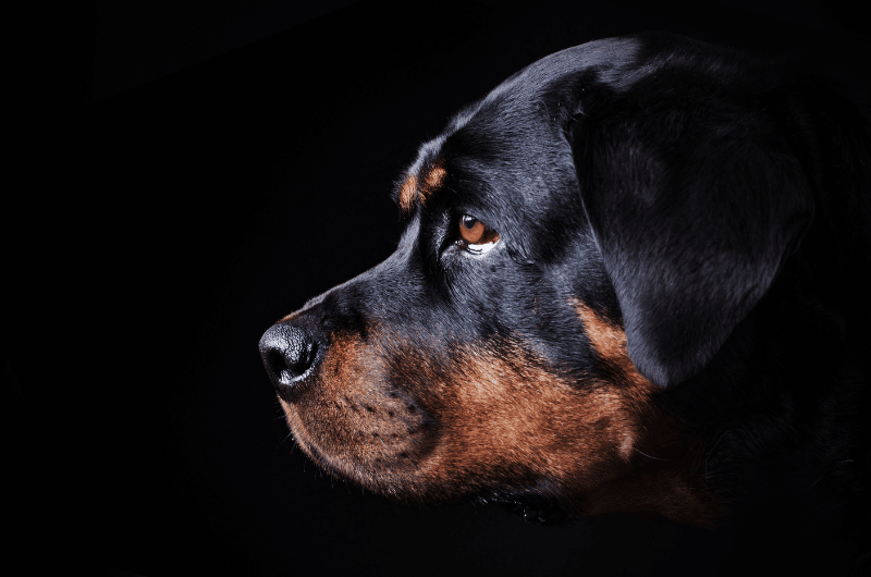 Rottweiler Bites What You Need To Know